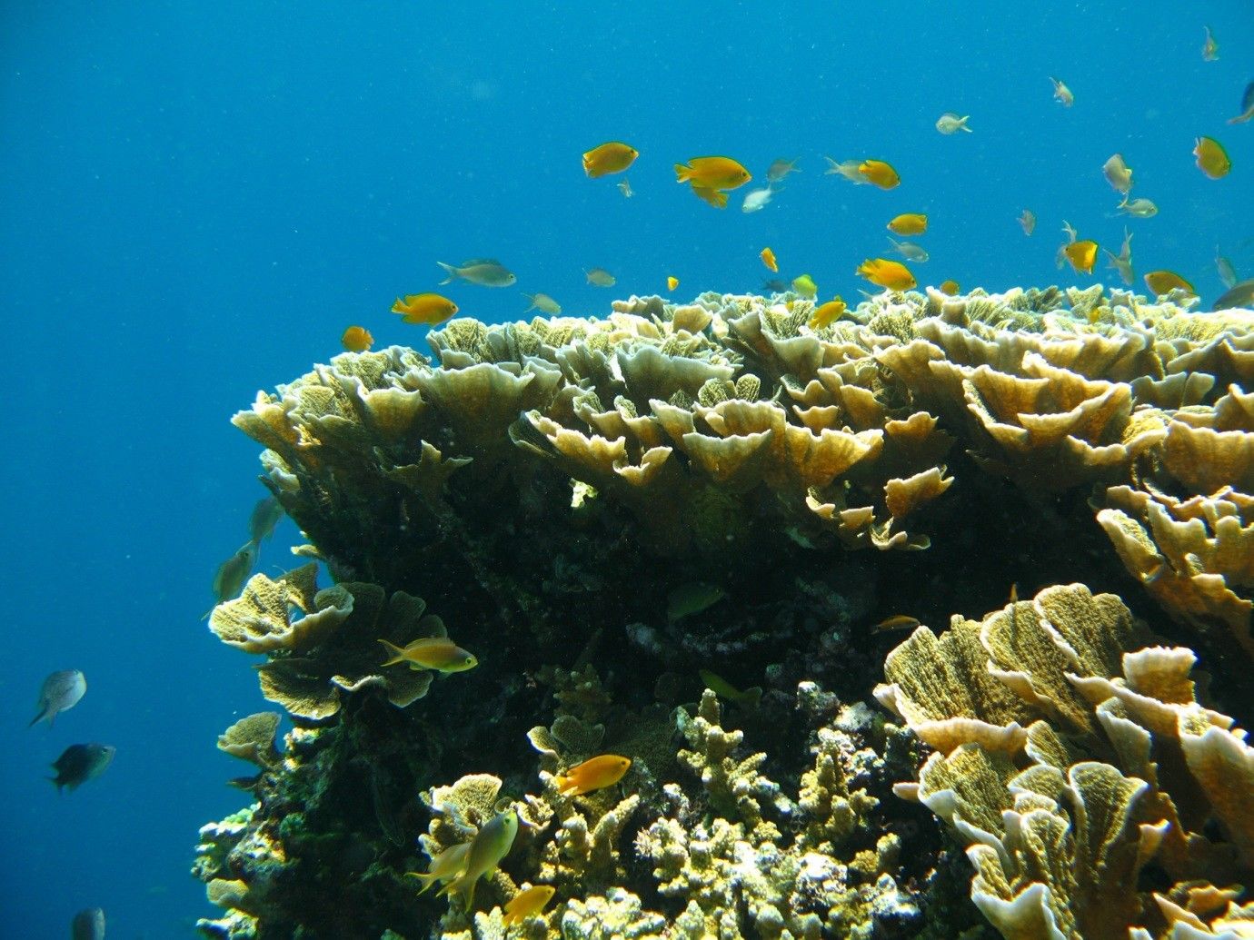 Bersantai Sejenak Yuk Intip 9 Foto Indah Pulau Hoga Di Wakatobi