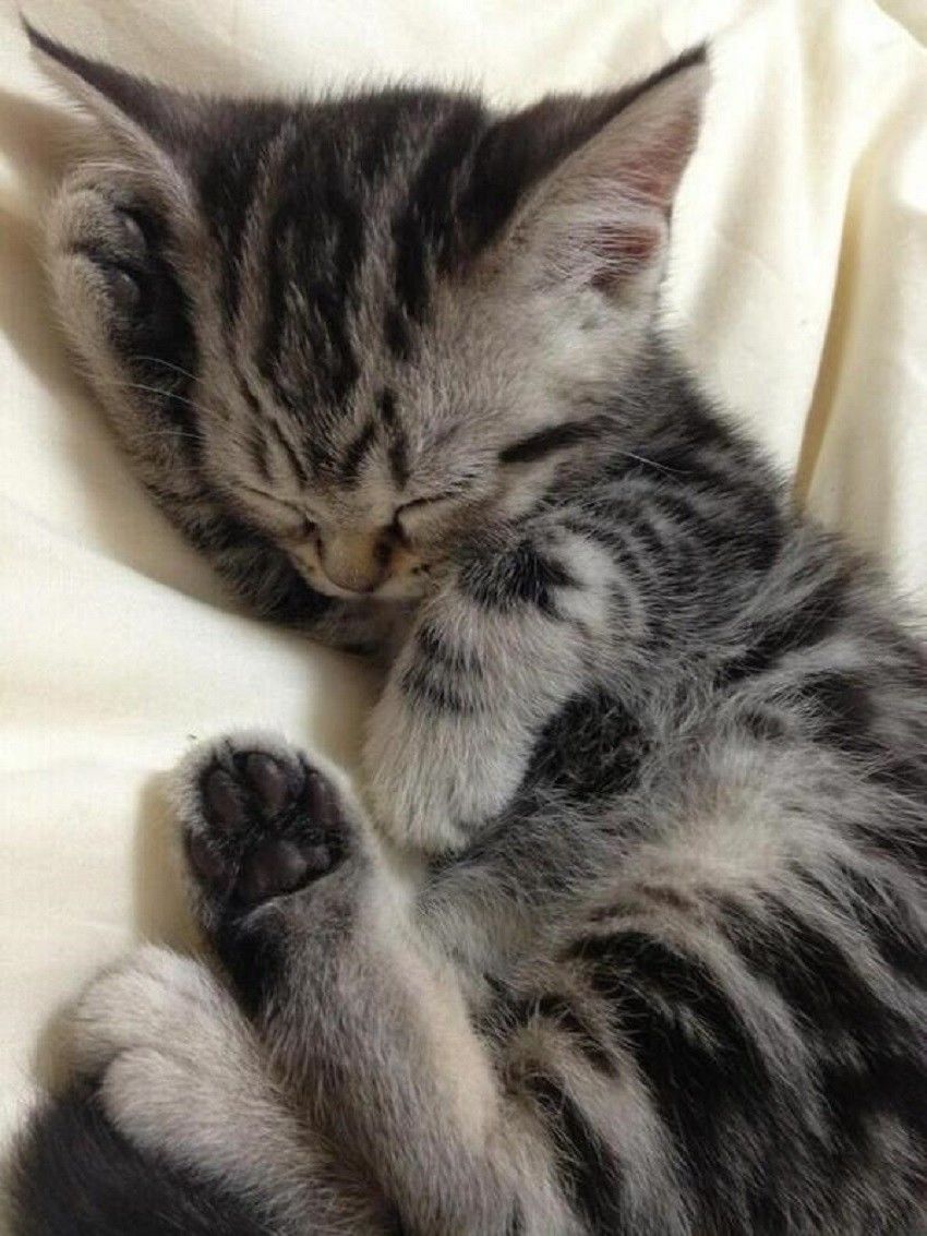 Gemesin Gak Sih 21 Gaya Tidur Kucing Yang Banyol Banget