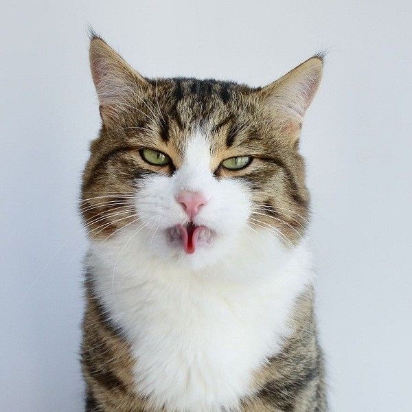 Ampun Mukanya 6 Foto Kucing Lucu Yang Suka Menjulurkan Lidah