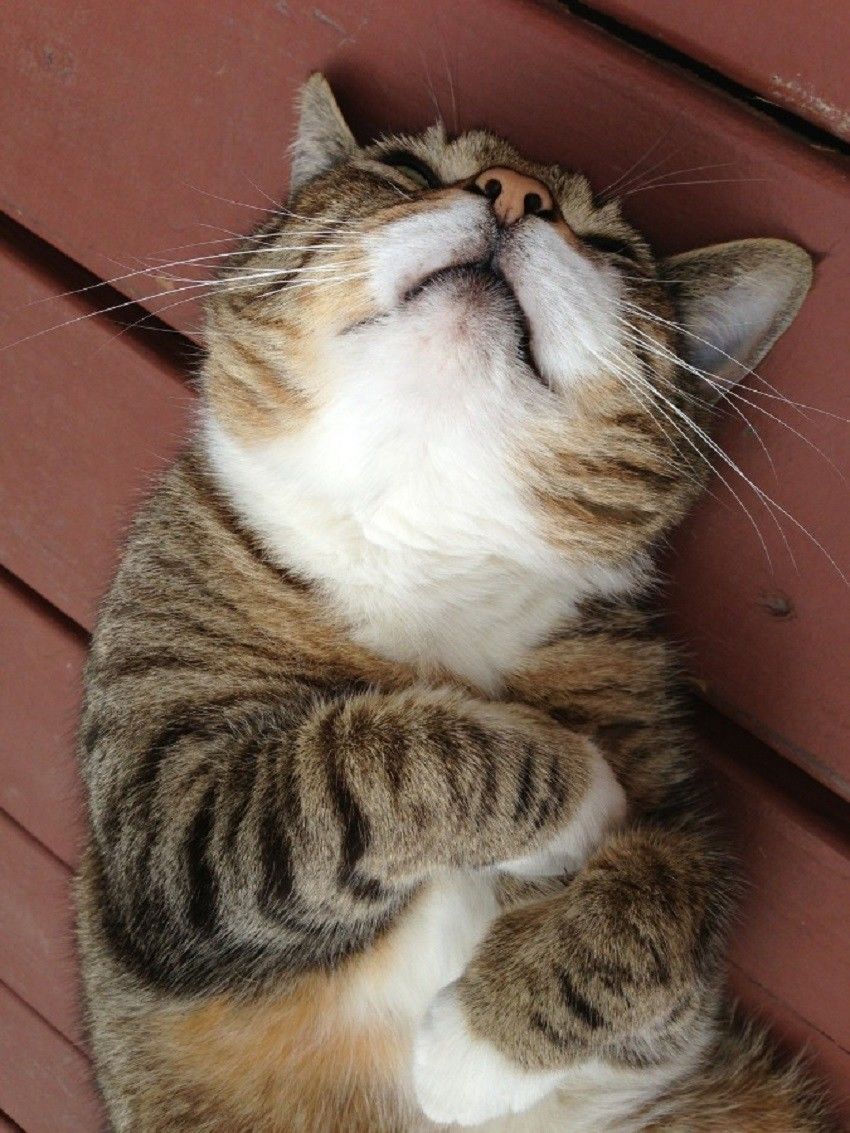 Gemesin Gak Sih 21 Gaya Tidur Kucing Yang Banyol Banget
