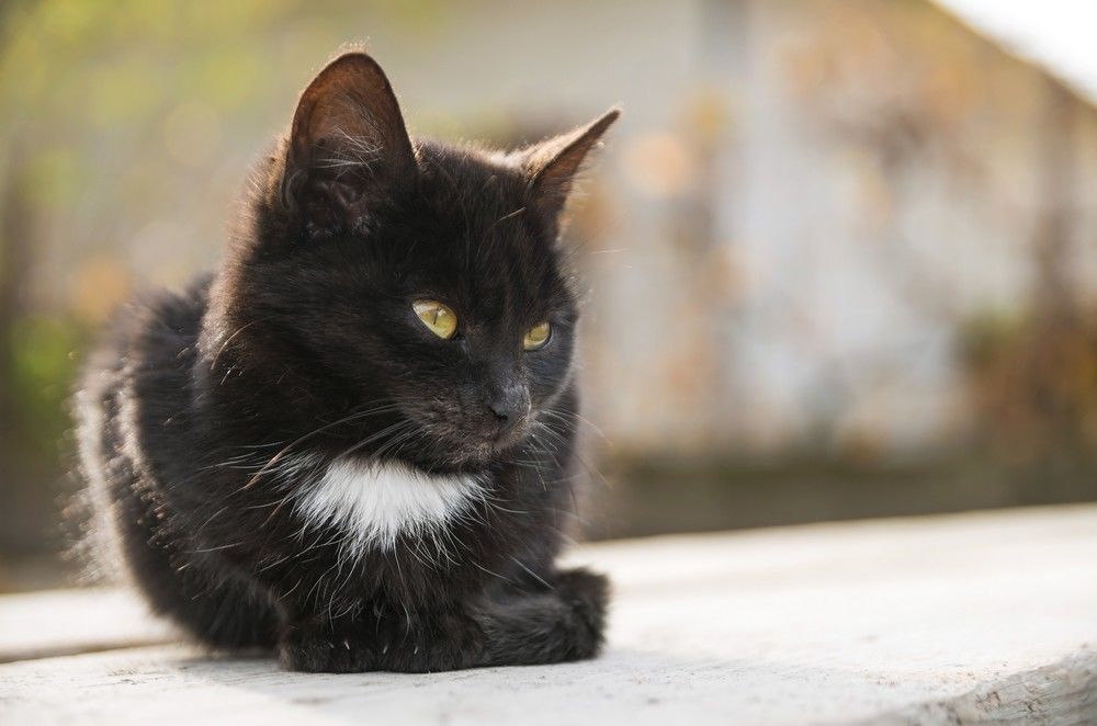 5 Mitos Tentang Kucing yang Sangat Misteri, Kamu Percaya Gak?