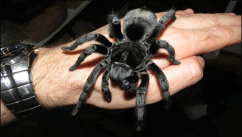 Тарантул паук ядовитый или нет для человека фото