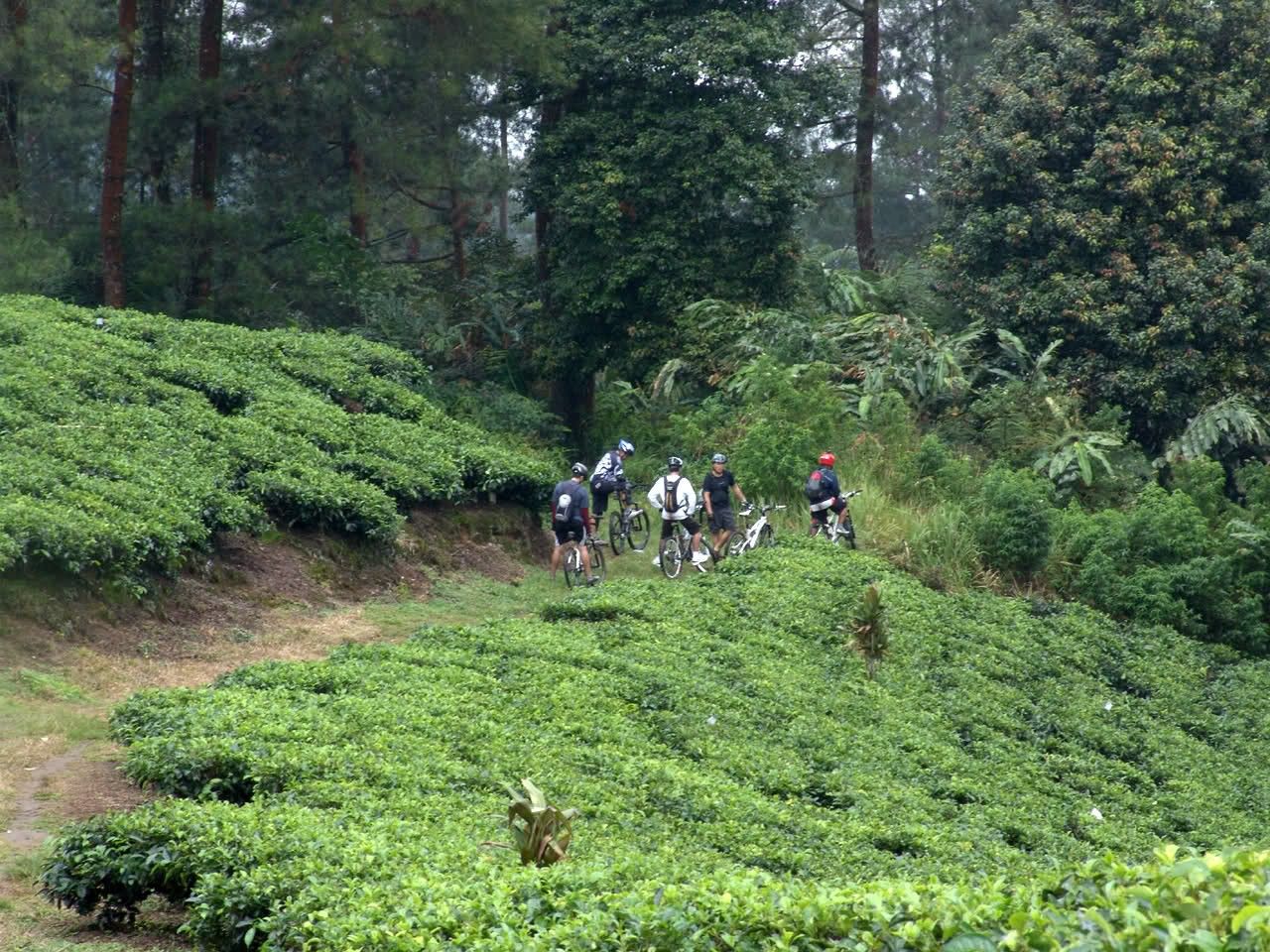 7 Wisata Kebun Teh di Jawa Barat yang Seru Buat Dikunjungi