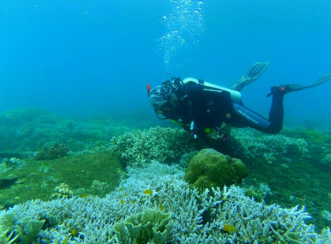 10 Potret Indah Surga Bawah Laut di Pulau Jawa, Bak Negeri Dongeng!