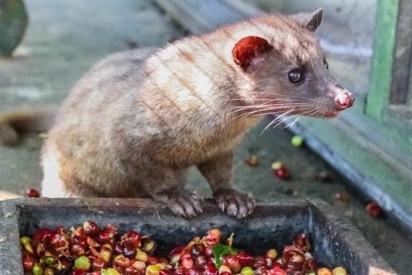 Unduh 730 Gambar Hewan Luwak Terbaik Gratis