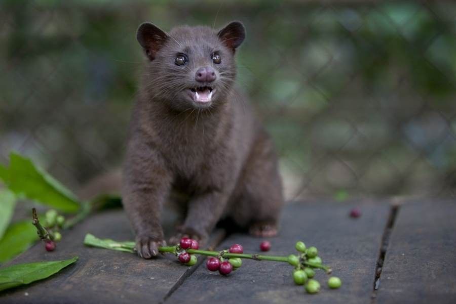 Unduh 730 Gambar Hewan Luwak Terbaik Gratis