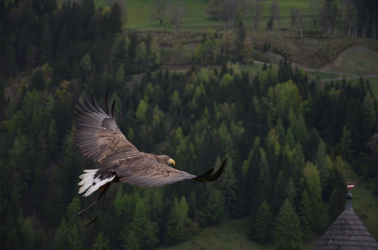 8 Filosofi Burung Elang Yang Bisa Jadi Pedoman Hidup