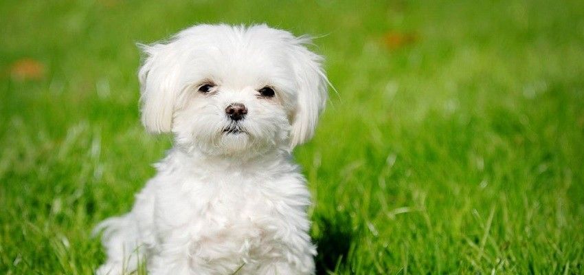 Seekor Anjing Tempuh Perjalanan 4 Hari Demi Bertemu Pemiliknya