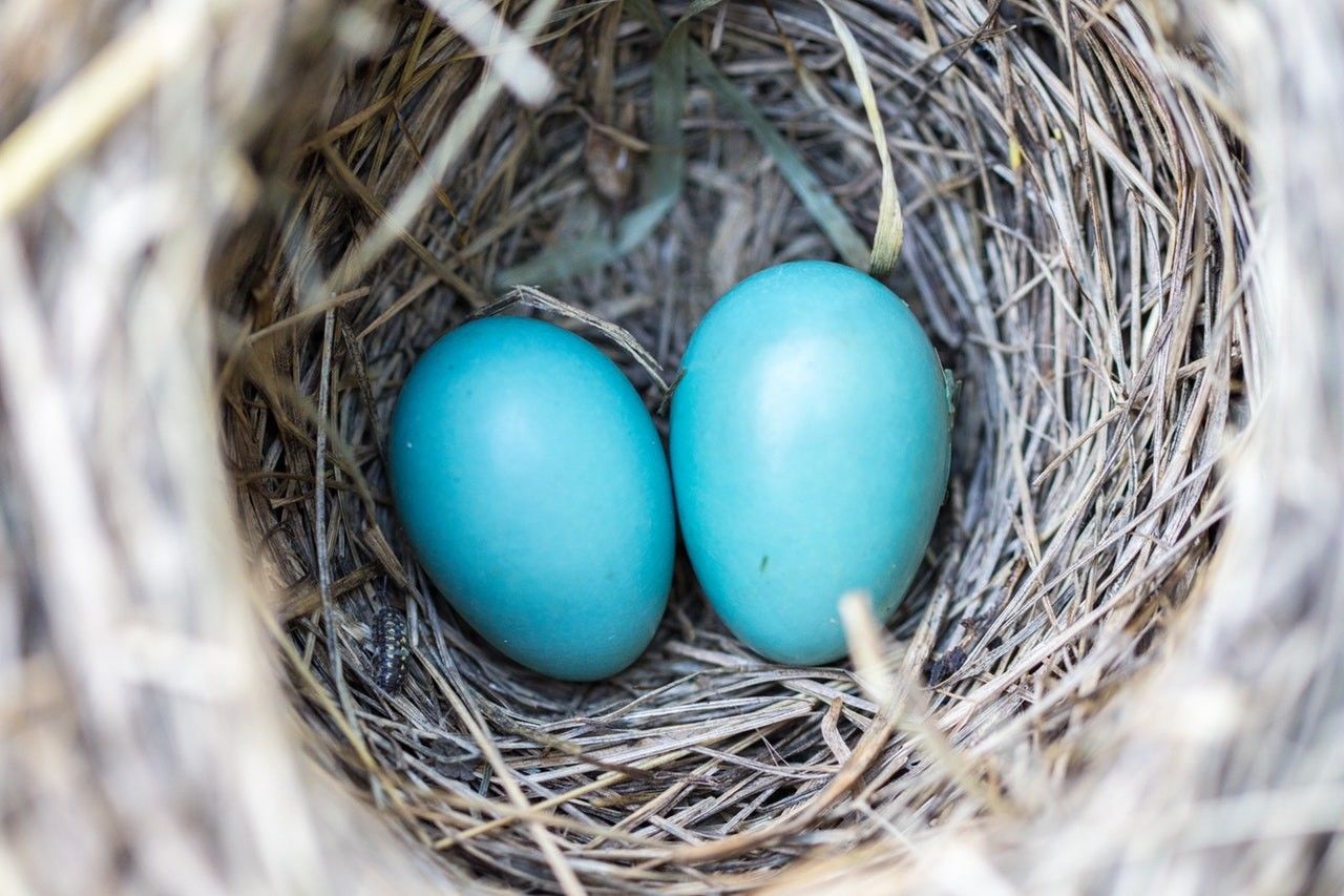 8 Filosofi Burung Elang Yang Bisa Kamu Jadikan Pedoman Hidup