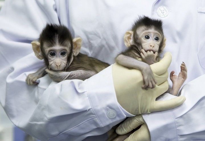Bikin Terobosan, Ilmuwan China Berhasil Kloning 2 Ekor Monyet