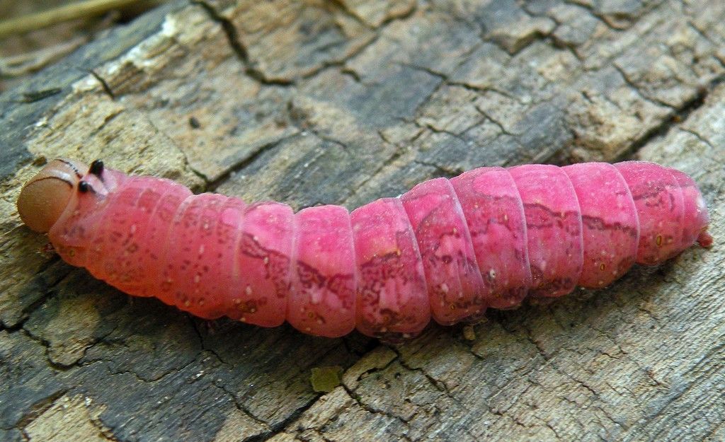 Личинка розового цвета в земле фото