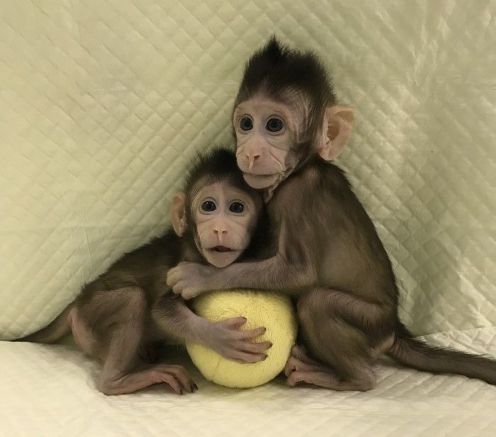 Bikin Terobosan, Ilmuwan China Berhasil Kloning 2 Ekor Monyet