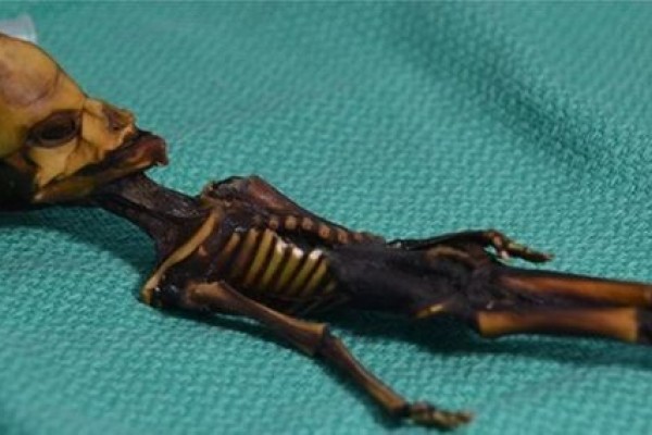 Dulu Dikira Bayi Alien, Dari Sinilah Asal Muasal Mumi di Foto Ini