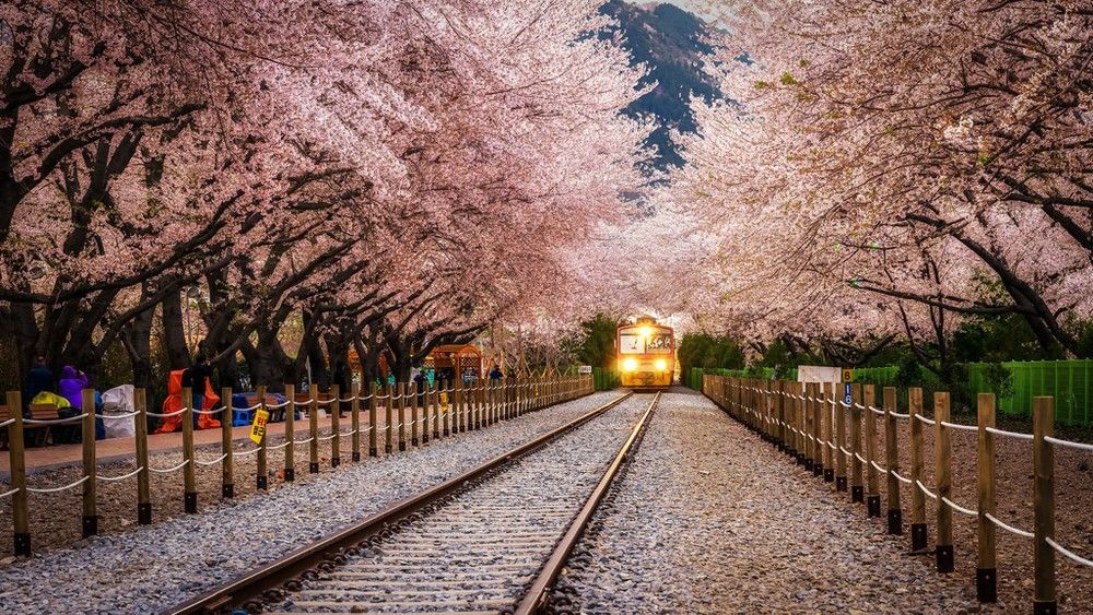 6 Korea Cherry Blossoms Festival Jinhae Gunhangjye Train Tracks 03232a451f98ce6f74c5e8e0f8a27adf 