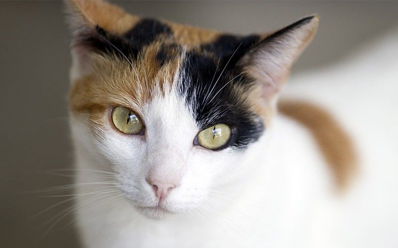 7 Kelainan Genetik Kucing Ini Malah Membuatnya Semakin Menggemaskan!