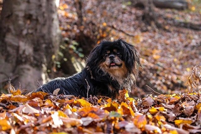 14 Ras Anjing yang Paling Dekat Dengan Leluhurnya, Serigala Abu-abu