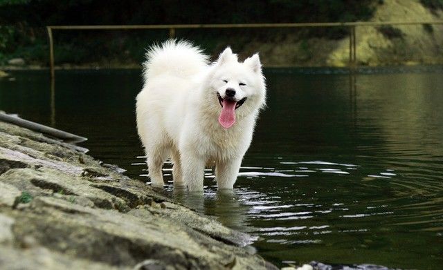 14 Ras Anjing yang Paling Dekat Dengan Leluhurnya, Serigala Abu-abu