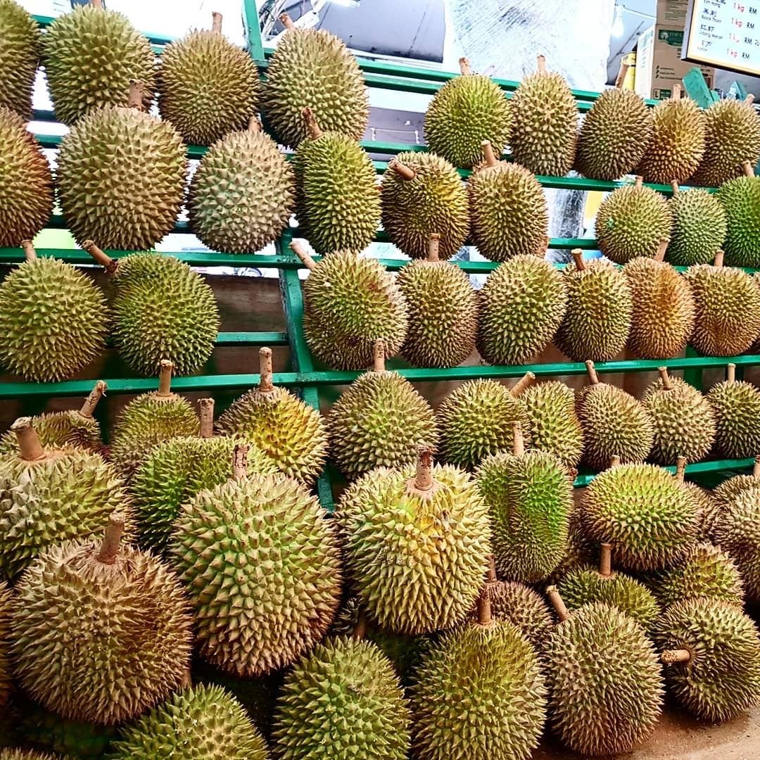 Download 680 Koleksi Gambar Durian Bagus Terbaru 