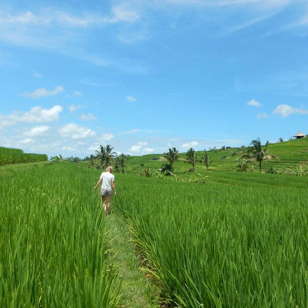 7 Ladang Sawah Terindah Di Indonesia
