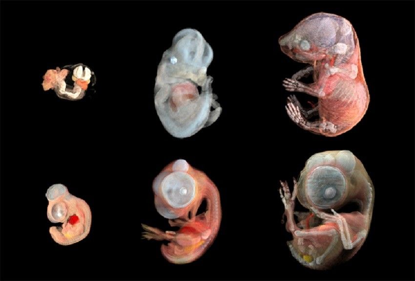 9 Potret Embrio  Cikal Bakal Bayi Hewan  Manusia yang 