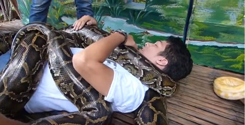 Ngeri, Ini Sensasi Pijat Ekstrem Pakai Ular Piton di Filipina