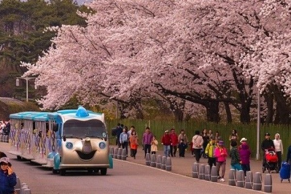 Pengen Lihat Sakura Di Korea? 13 Destinasi Wisata Ini Bisa Jadi Pilihanmu