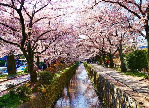 Inilah 5 Spot Terbaik untuk Nikmati Keindahan Alam Kyoto di Jepang