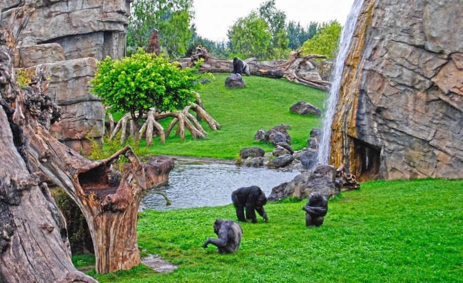 Seru! Ini Dia Daftar 10 Kebun Binatang Terbaik di Dunia