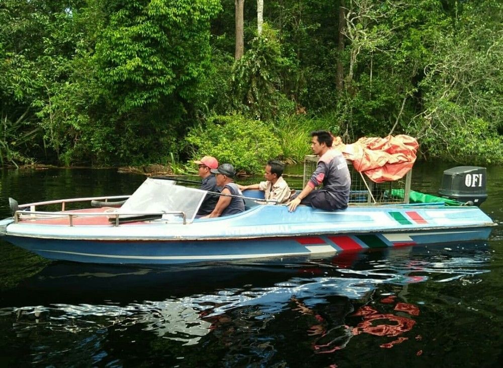 Dianggap Legenda, Macan Dahan Kembali Ditemukan di Kalimantan Tengah