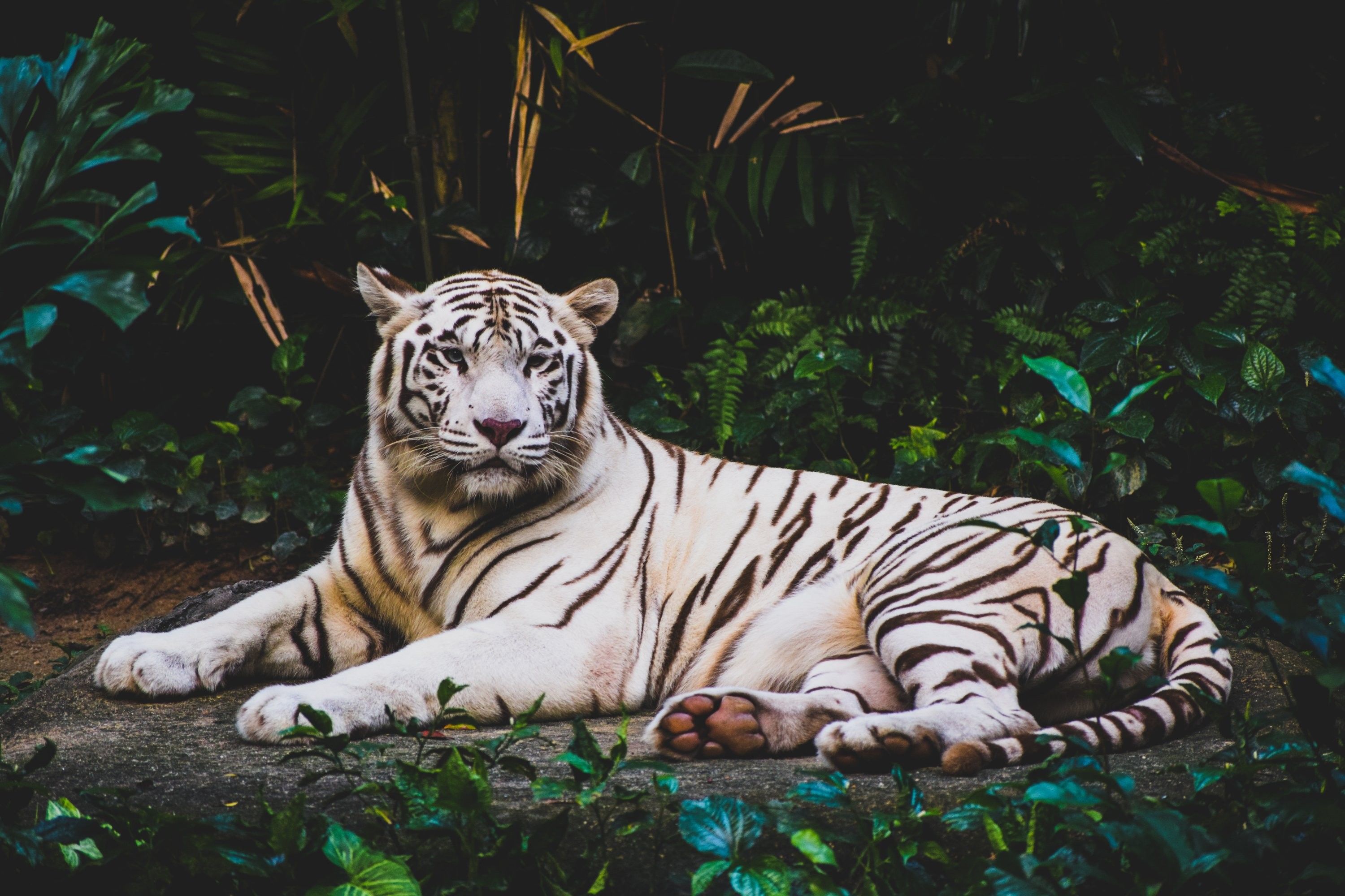 91 Gambar Harimau Dengan Kata Kata Terlihat Keren Gambar Pixabay
