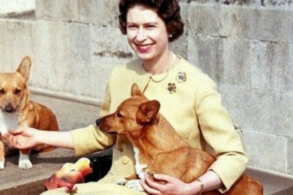 Alasan Sedih Di Balik Keputusan Ratu Elizabeth Tak Pelihara Corgi Lagi