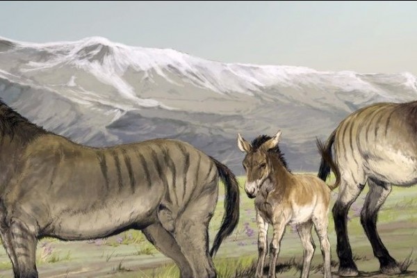Kerangka Kuda Zaman Es Ditemukan di Utah