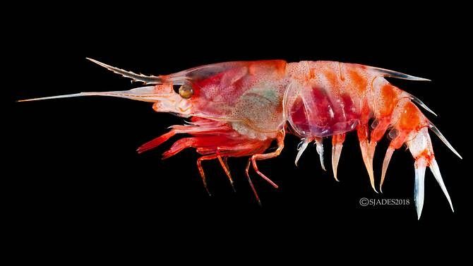 [FOTO] 18 Spesies Baru & Aneh Ini Ditemukan di Perairan Jawa