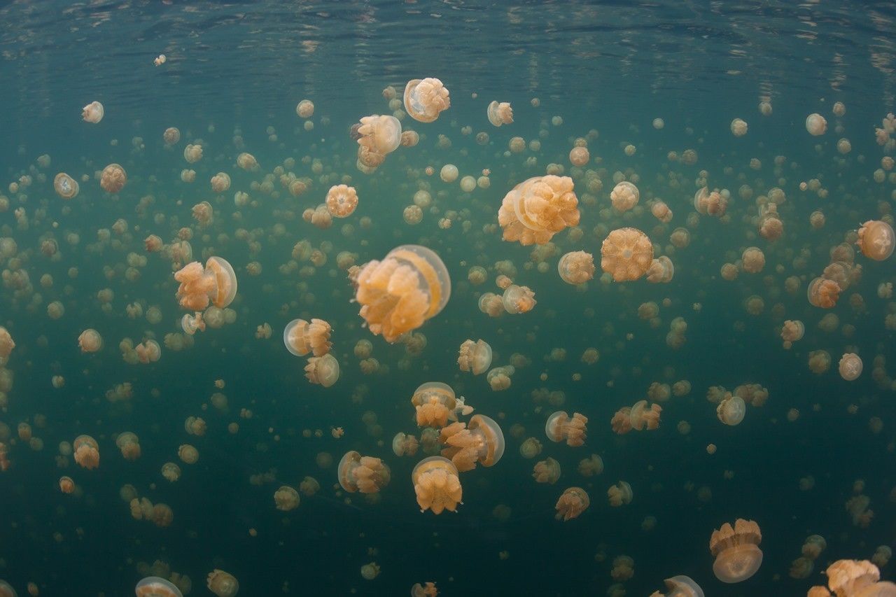 Bikin Ngiler Liburan, 5 Keindahan Tersembunyi Pulau Misool, Raja Ampat!