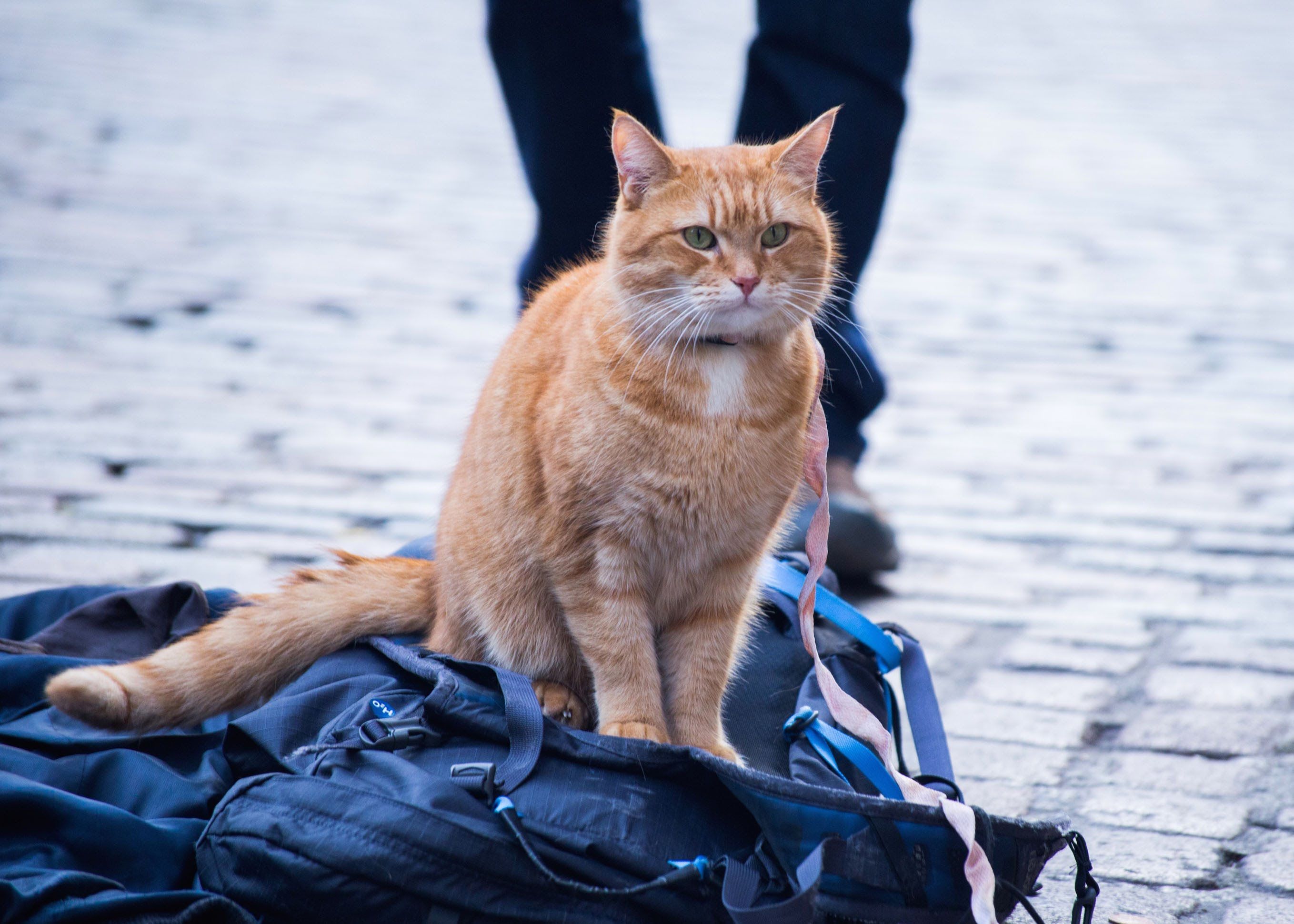 5 Alasan Kamu Harus Nonton Film 'A Street Cat Named Bob'