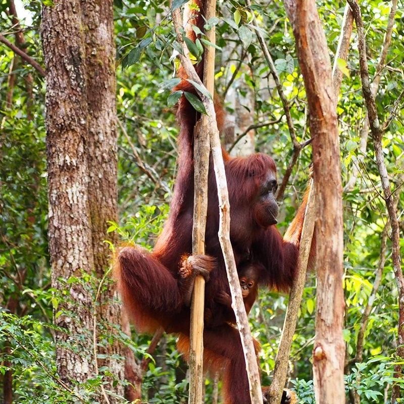 Jangan Diburu Keberadaan Orang Utan Sangat Penting Untuk Hutan