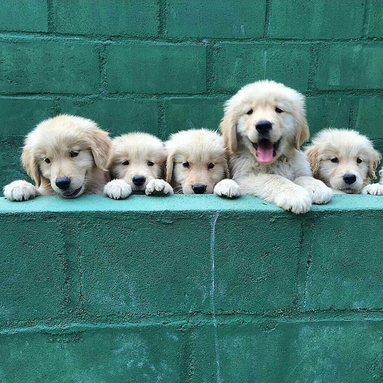 Pelajaran Hidup Dari Seekor Anjing