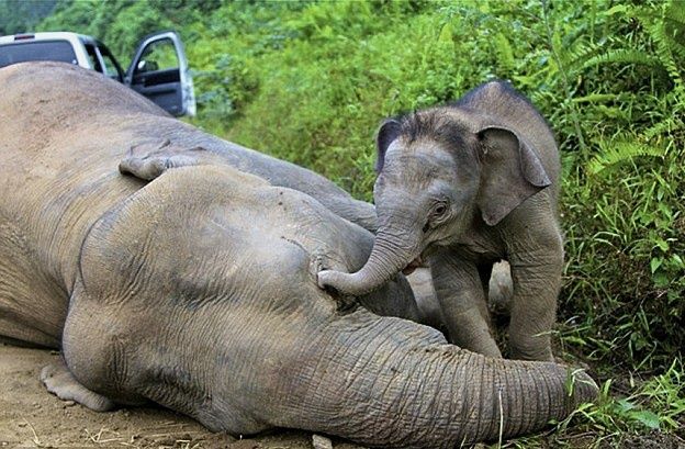Niat Menggiring ke Habitat, Anggota Babinsa Kodim Tewas Terinjak Gajah