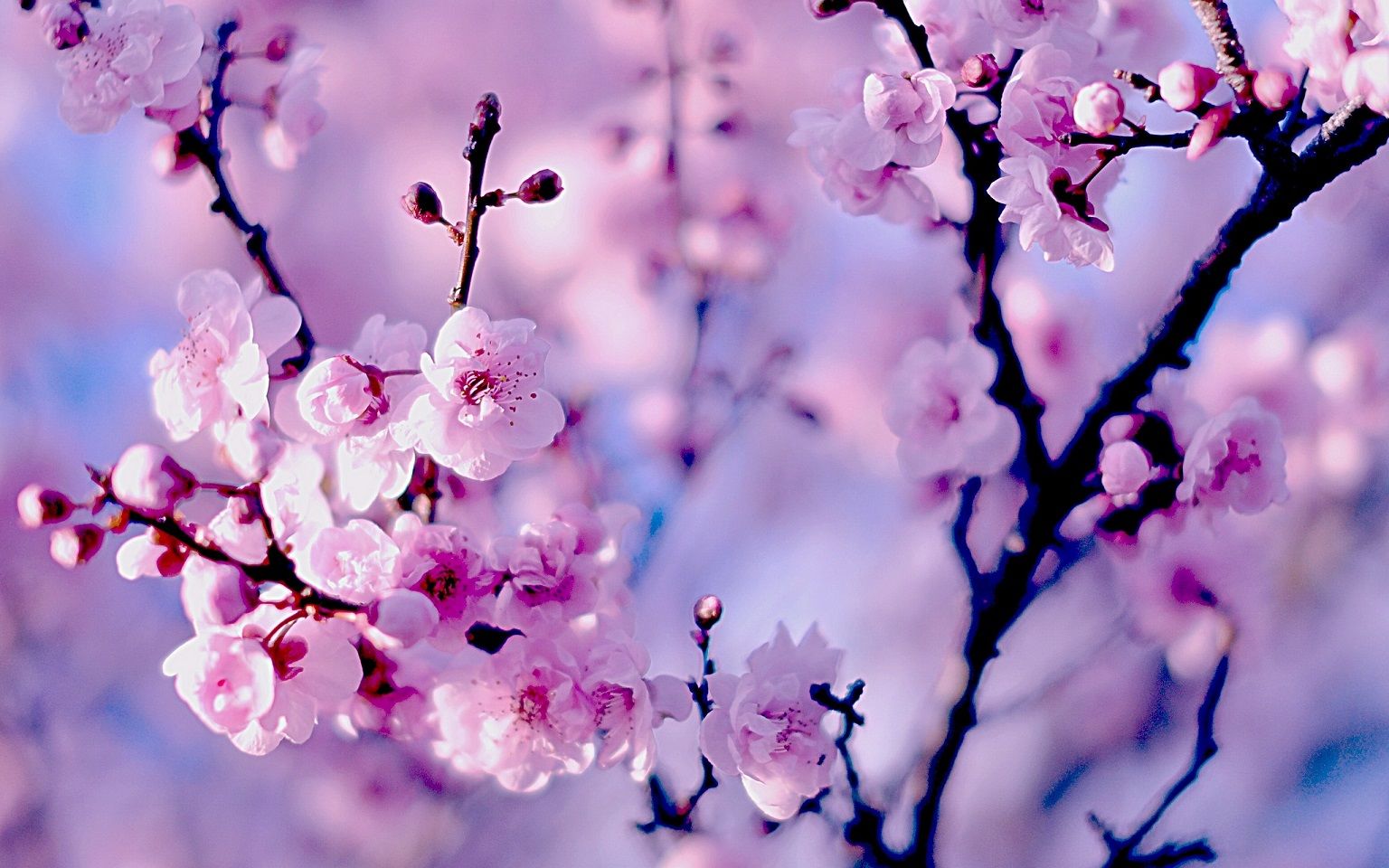 7 Waktu Terbaik untuk Melihat Bunga Sakura Mekar di Korea 