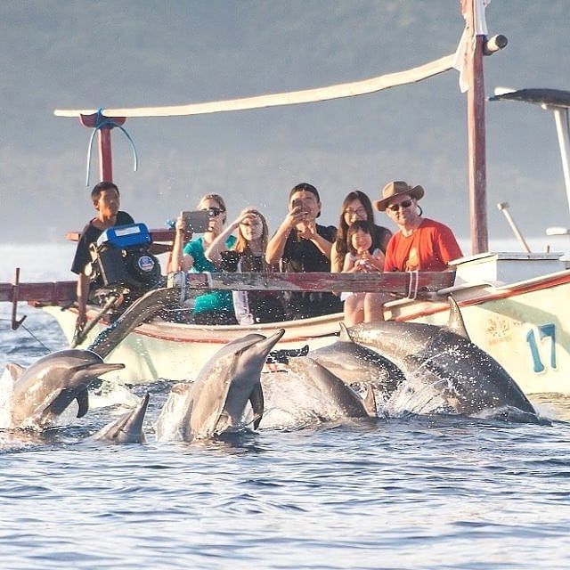 Kawanan Lumba-lumba Terlihat di Pantai Lovina, Berkah Pariwisatakah?