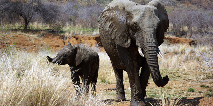 Neneng, Gajah Jomblo Gaek di Kebun Binatang Medan Tutup Usia
