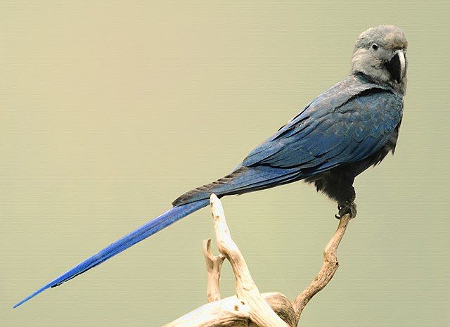 12 Jenis Burung Cantik Berikut Telah Dinyatakan Punah Dekade Ini