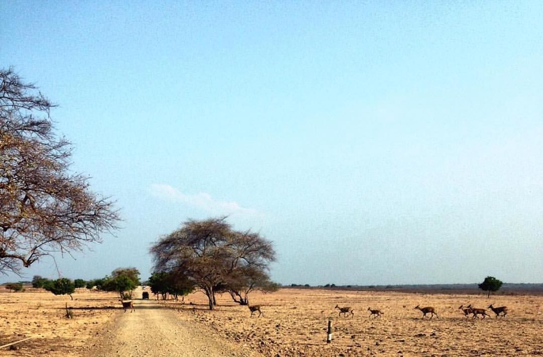 11 Keindahan Taman Nasional Baluran Africa Van Java Yang