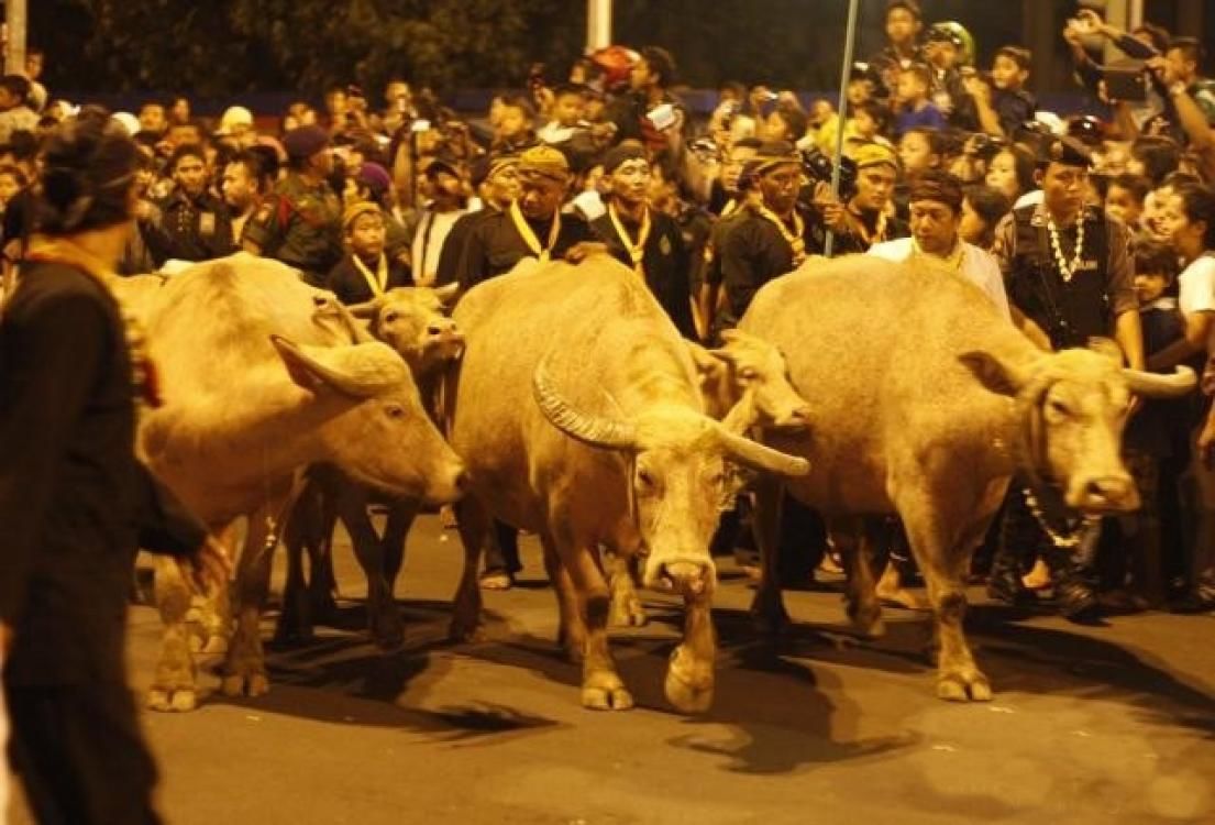 Kirab Kerbau Bule Keraton Solo Pada Malam 1 Suro Ditiadakan 