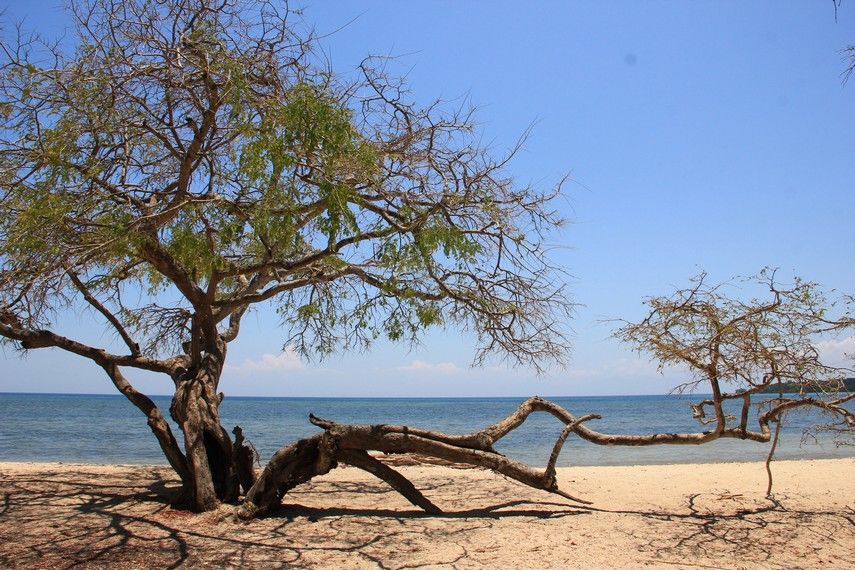 11 Keindahan Taman Nasional Baluran Africa Van Java Yang