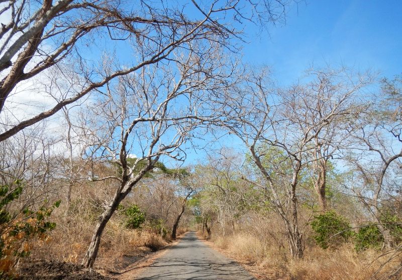 11 Keindahan Taman Nasional Baluran Africa Van Java Yang