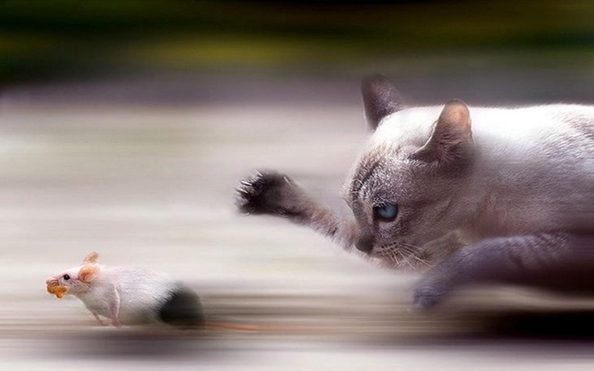 Gambar Gerakan Kucing  Menangkap Tikus 