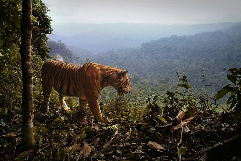 Image result for Hutan Hujan Tropis Sumatera