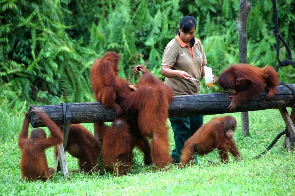 YOSL-OIC Selamatkan Orangutan Sumatera dari Aceh