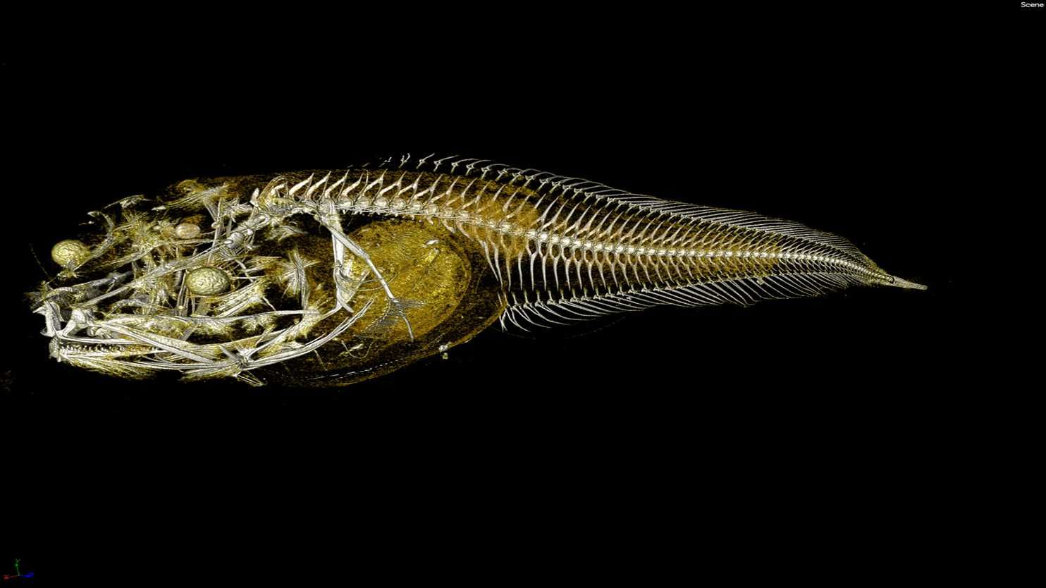 Peneliti Temukan 3 Spesies Ikan Aneh di Dasar Laut Samudra Pasifik